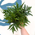 Doryopteris pedata - Digit Fern - Sprouts of Bristol