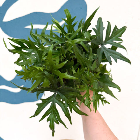 Doryopteris pedata - Digit Fern - Sprouts of Bristol