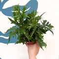 Doryopteris pedata - Digit Fern - Sprouts of Bristol