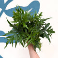 Doryopteris pedata - Digit Fern - Sprouts of Bristol
