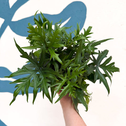Doryopteris pedata - Digit Fern - Sprouts of Bristol