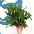 Doryopteris pedata - Digit Fern - Sprouts of Bristol