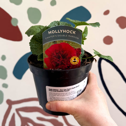 Double Hollyhock - Alcea rosea 'Chater's Double Maroon' - British Grown Herbaceous Perennial - Sprouts of Bristol