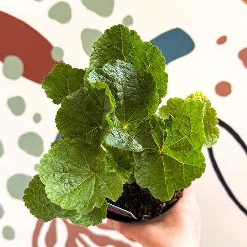 Double Hollyhock - Alcea rosea 'Chater's Double Rose Pink' - British Grown Herbaceous Perennial - Sprouts of Bristol