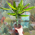 Dracaena fragrans - Corn Plant (Mixed) - Sprouts of Bristol