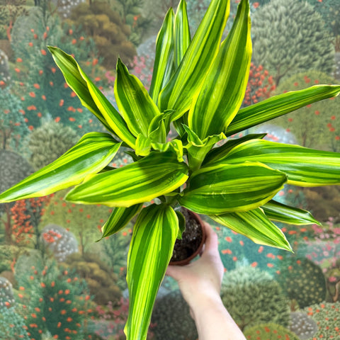 Dracaena fragrans - Corn Plant (Mixed) - Sprouts of Bristol