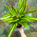 Dracaena fragrans - Corn Plant (Mixed) - Sprouts of Bristol