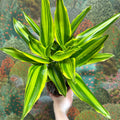 Dracaena fragrans - Corn Plant (Mixed) - Sprouts of Bristol