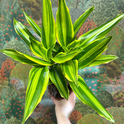 Dracaena fragrans - Corn Plant (Mixed) - Sprouts of Bristol