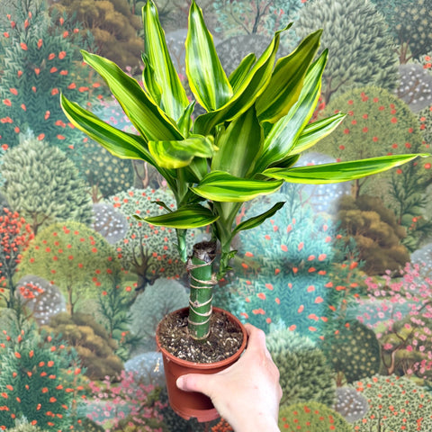 Dracaena fragrans - Corn Plant (Mixed) - Sprouts of Bristol