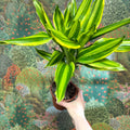 Dracaena fragrans - Corn Plant (Mixed) - Sprouts of Bristol