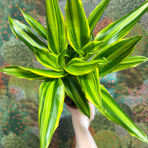 Dracaena fragrans - Corn Plant (Mixed) - Sprouts of Bristol
