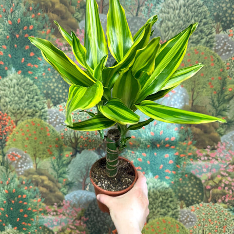 Dracaena fragrans - Corn Plant (Mixed) - Sprouts of Bristol