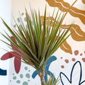 Dracaena marginata 'Bicolor' - Dragon Tree - Sprouts of Bristol