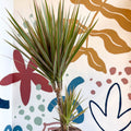 Dracaena marginata 'Bicolor' - Dragon Tree - Sprouts of Bristol