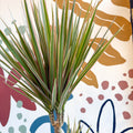 Dracaena marginata 'Bicolor' - Dragon Tree - Sprouts of Bristol