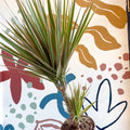 Dracaena marginata 'Bicolor' - Dragon Tree - Sprouts of Bristol