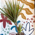 Dracaena marginata 'Bicolor' - Dragon Tree - Sprouts of Bristol