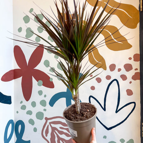 Dracaena marginata 'Magenta' - Magenta Dragon Tree - Sprouts of Bristol