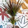 Dracaena marginata 'Magenta' - Magenta Dragon Tree - Sprouts of Bristol