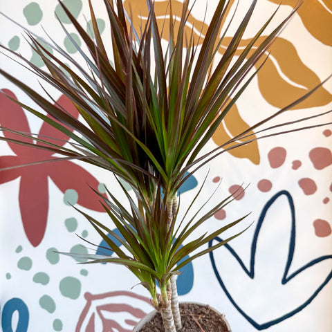Dracaena marginata 'Magenta' - Magenta Dragon Tree - Sprouts of Bristol