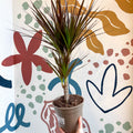 Dracaena marginata 'Magenta' - Magenta Dragon Tree - Sprouts of Bristol