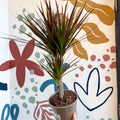 Dracaena marginata 'Magenta' - Magenta Dragon Tree - Sprouts of Bristol