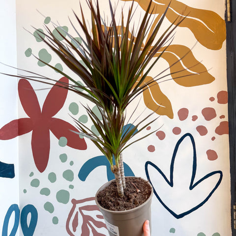 Dracaena marginata 'Magenta' - Magenta Dragon Tree - Sprouts of Bristol