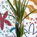Dracaena marginata 'Red Edge' - Magenta Dragon Tree - Sprouts of Bristol