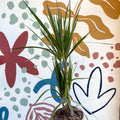 Dracaena marginata 'Red Edge' - Magenta Dragon Tree - Sprouts of Bristol