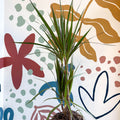 Dracaena marginata 'Red Edge' - Magenta Dragon Tree - Sprouts of Bristol