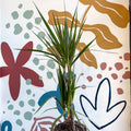 Dracaena marginata 'Red Edge' - Magenta Dragon Tree - Sprouts of Bristol
