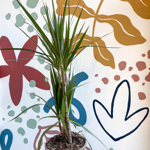 Dracaena marginata 'Red Edge' - Magenta Dragon Tree - Sprouts of Bristol