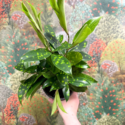 Dracaena surculosa - Gold Dust Plant - Sprouts of Bristol