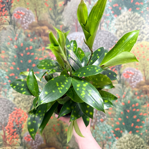 Dracaena surculosa - Gold Dust Plant - Sprouts of Bristol