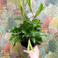 Dracaena surculosa - Gold Dust Plant - Sprouts of Bristol