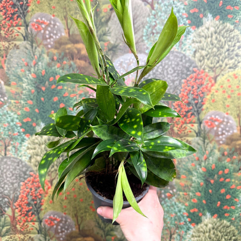 Dracaena surculosa - Gold Dust Plant - Sprouts of Bristol