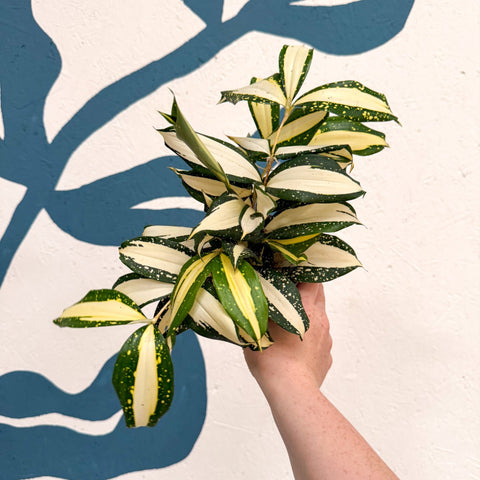 Dracaena surculosa 'Milky Way' - Sprouts of Bristol