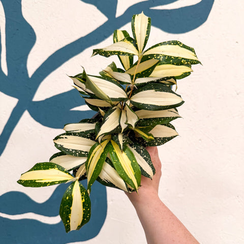 Dracaena surculosa 'Milky Way' - Sprouts of Bristol
