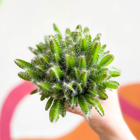 Dragon Fruit - Hylocereus undatus - Sprouts of Bristol