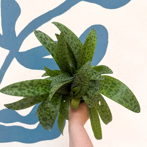 Drimiopsis kirkii - Giant Squill Plant - Sprouts of Bristol