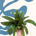 Drimiopsis kirkii - Giant Squill Plant - Sprouts of Bristol