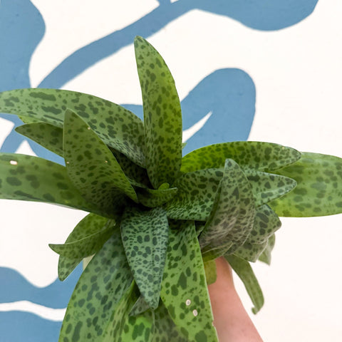 Drimiopsis kirkii - Giant Squill Plant - Sprouts of Bristol