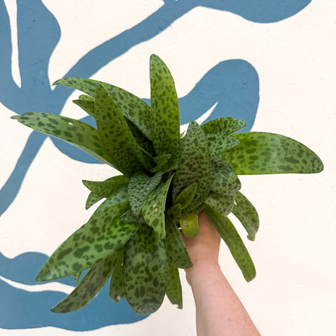 Drimiopsis kirkii - Giant Squill Plant - Sprouts of Bristol