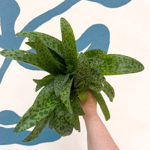 Drimiopsis kirkii - Giant Squill Plant - Sprouts of Bristol