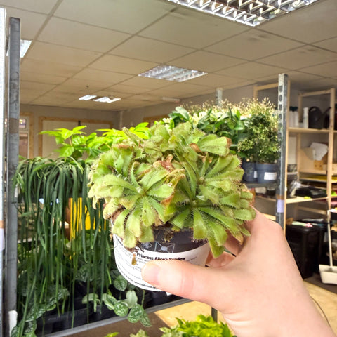 Drosera aliciae - Princess Alice's Sundew - Sprouts of Bristol