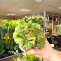 Drosera aliciae - Princess Alice's Sundew - Sprouts of Bristol