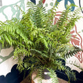 Dryopteris affinis - Scaly Male Fern [Hardy Semi - evergreen] - Sprouts of Bristol