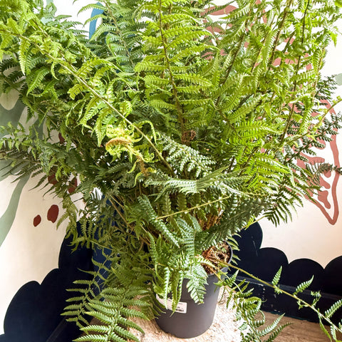 Dryopteris affinis - Scaly Male Fern [Hardy Semi - evergreen] - Sprouts of Bristol