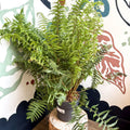 Dryopteris affinis - Scaly Male Fern [Hardy Semi - evergreen] - Sprouts of Bristol